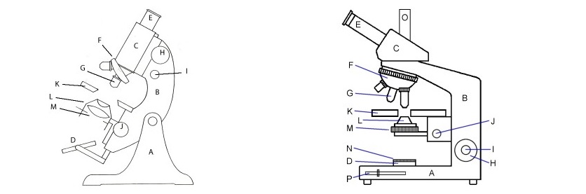 显微镜各部分配件的名称和称呼